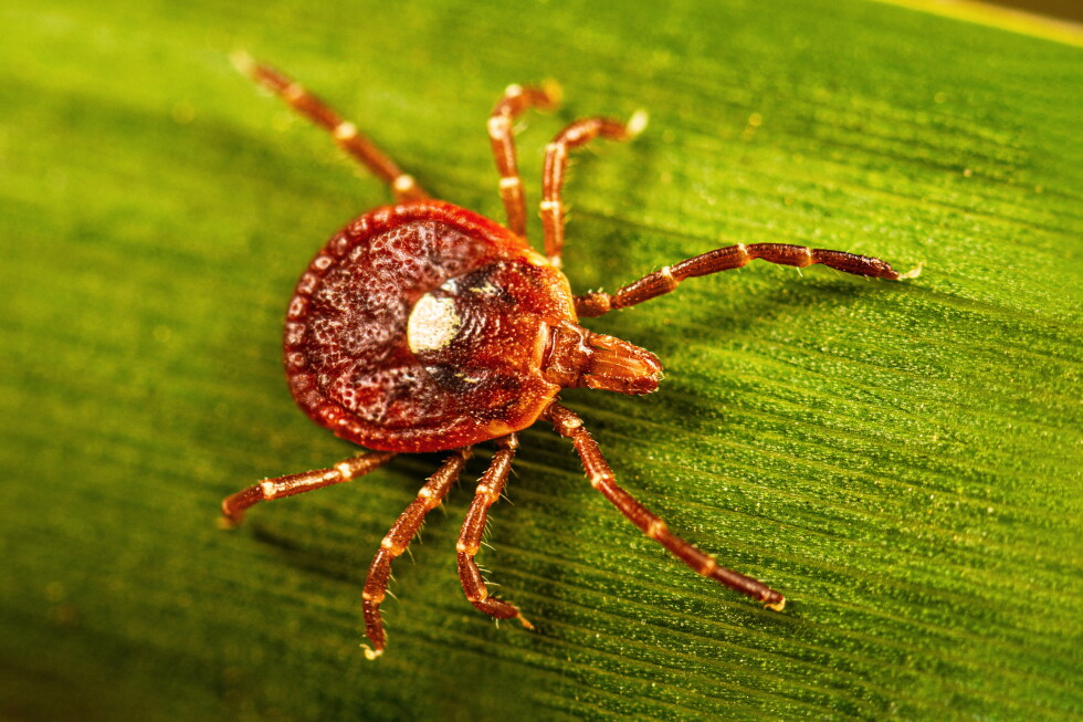 What to know about alpha-gal syndrome, the life-threatening meat allergy caused by tick bites - AP News