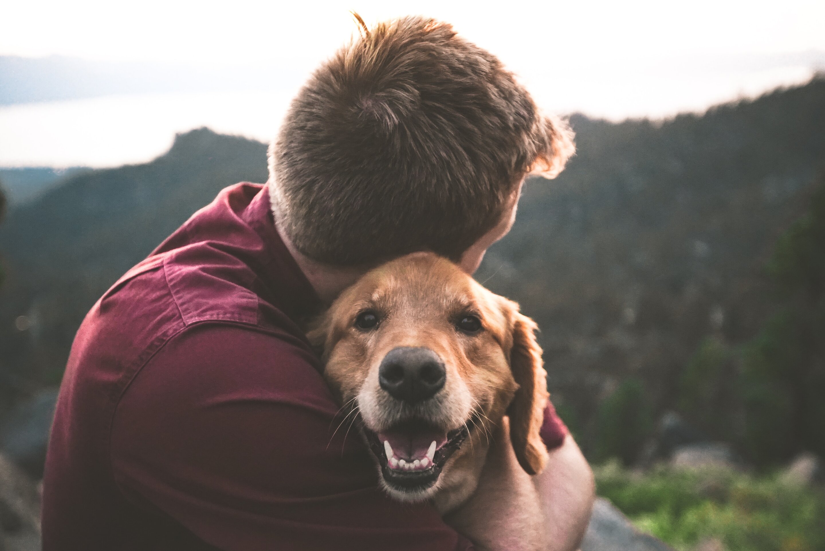 Dogs and humans are more alike than we thought, study finds - Phys.org
