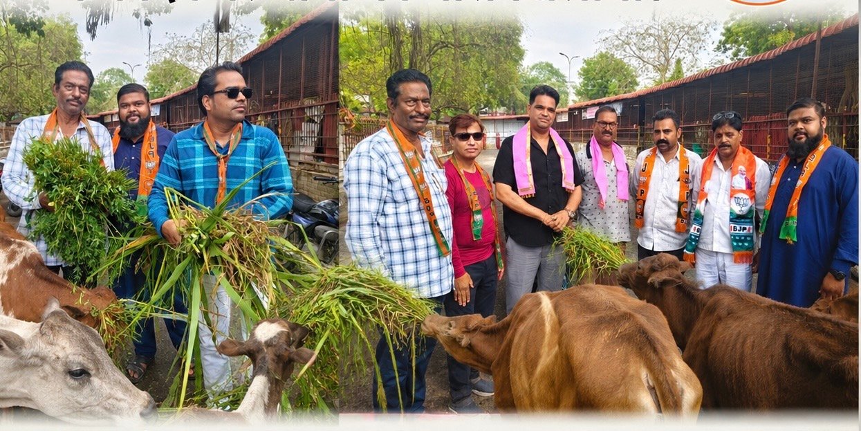 भाजपा अल्पसंख्यक मोर्चा शहर पदाधिकारियों ने प्रदेश अध्यक्ष के जन्म दिन पर गायों को चारा खिलाया।