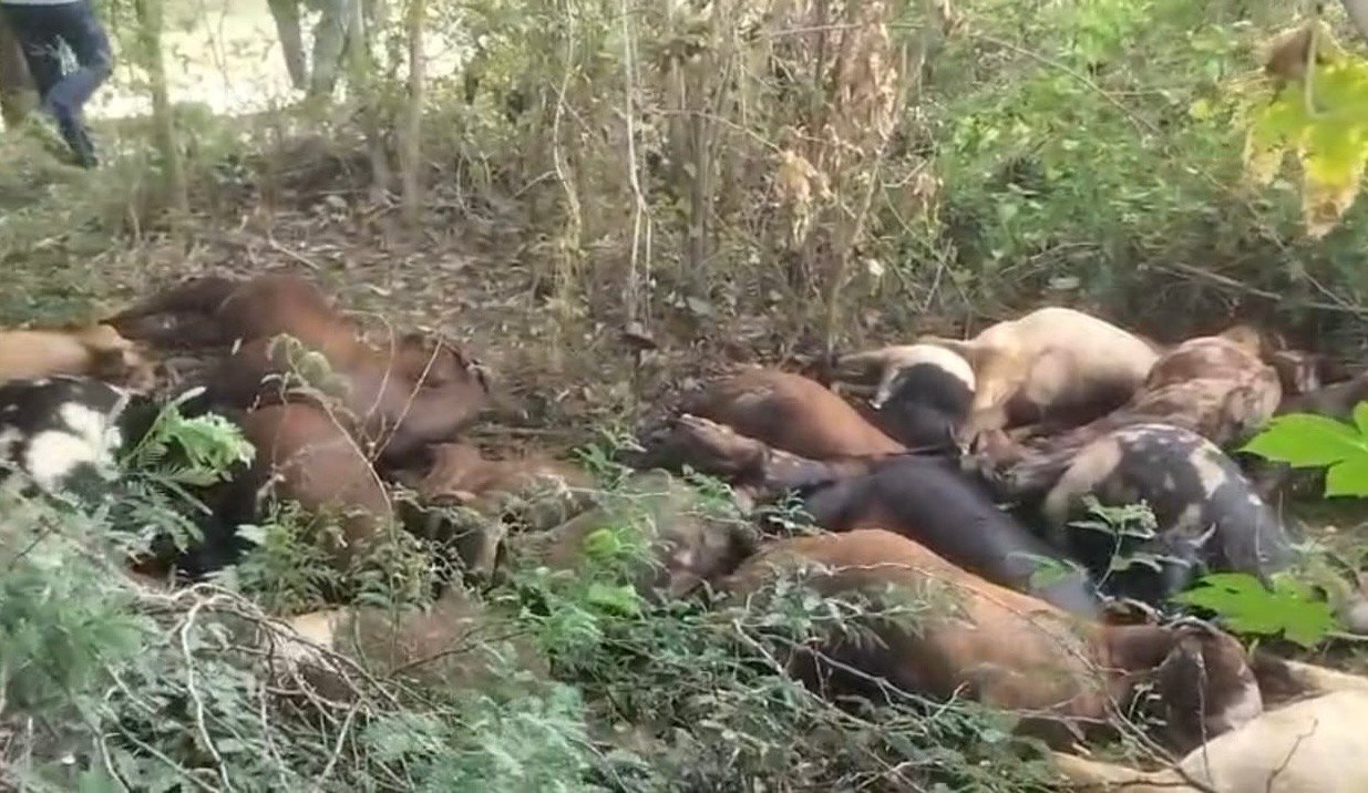विद्युत विभाग की लापरवाही ने ली 20 बकरियों की जान, सीसारमा में करंट की चपेट में आया झुंड
